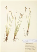 藏品(庭昌蒲屬)的圖片